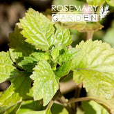 Organic Patchouli Dark essential oil